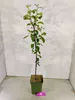 Malus Domestica 'Rode Boskoop', Apfelbaum, Höhe 100 cm, Produktbild-Vorschau 2