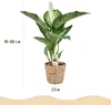 Green boutiQ - Zimmerpflanzen - Diefenbachia Tropic Snow - Produktbild-Vorschau 3