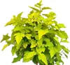 Borovice s měchýřkem 'Physocarpus Opulifolius Dart's Gold Náhled obrázku produktu 2