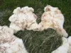 Vera pelliccia di agnello ecologico fiammato fino a 140 cm Anteprima dell’immagine prodotto 6