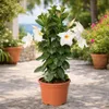 Mandevilla Dipladenia - Trichterblüte - Pyramidenform - Produktbild-Vorschau 3