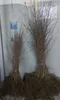 Sandbirke Hängebirke Betula pendula 100–150 cm – Produktbild-Vorschau 3