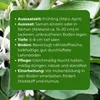 Samenshop24® Ackerbohnen Pferdebohnen Vicia faba, Inhalt: Produktbild-Vorschau 4