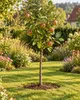 Apfelbaum ‘Roter Boskoop’ 100–120 cm – Malus domestica, Produktbild-Vorschau 2