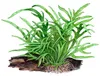 Aquarium Pflanze Microsorum pteropus 'Trident' auf Wurzel Produktbild-Vorschau 6