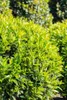 Prunus laurocerasus 'Caucasica', Kirschlorbeer, immergrün, Produktbild-Vorschau 14