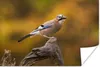 MuchoWow® Poster Vogel - Zweig - Eichelhäher 180x120 cm - Produktbild-Vorschau 1