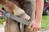 PFERD TOOLS 13180351 Hoof rasp Length 350 mm 1 pc(s) Anteprima dell’immagine prodotto 7
