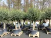 2x Olivenbaum Olive "60 Jahre" 200 - 240 cm, beste Produktbild-Vorschau 8