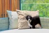 MuchoWow® Outdoor Kissen - Berner Sennenhund Welpe am Produktbild-Vorschau 3