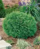 Thuja occidentalis 'Danica', Kugel-Lebensbaum, immergrün, Produktbild-Vorschau 12