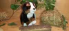 A plush Bernese Mountain Dog toy sits on a wooden surface, surrounded by natural elements like straw balls and greenery. Podgląd zdjęcia produktu