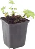 Geranium macrorrhizum White Ness - 6 roslin, srednica 9cm - Podgląd zdjęcia produktu 3
