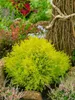 Thuja occidentalis 'Rheingold', Lebensbaum, goldgelb, 50–60 Produktbild-Vorschau 7
