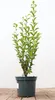 Ligustrum ovalifolium, Ovalblättriger Liguster, 60–80 cm Produktbild-Vorschau 1