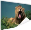 MuchoWow® Poster Löwe - Wildes Tier - Savanne 180x120 cm - Produktbild-Vorschau 1