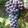 Weinrebe `Venus´ - pilzfeste Sorte im 9x9cm Topf - 60-80cm Produktbild-Vorschau 1