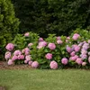 Green boutiQ - Gartenpflanze - Hydrangea Endles Summer The Produktbild-Vorschau 6