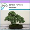SAFLAX - Bonsai - Chiński Jałowiec - 30 Nasiona - Juniperus Podgląd zdjęcia produktu 10