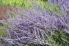 Stauden Gänge 1 x Perovskia atriplicifolia 'Blue Spire' - Produktbild-Vorschau 4