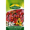 Quedlinburger Saatgut - Nemesia (Elf mirror) Triump - Podgląd zdjęcia produktu 1
