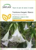 SAFLAX  - Trombone d'angelo / Bianco - 10 semi - Brugmansia Anteprima dell’immagine prodotto 1