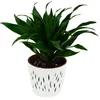 A green potted plant in a white decorative pot. Podgląd zdjęcia produktu