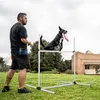 A man is training his dog in a park with an agility hurdle set. Produktbild-Vorschau