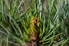 Pinus cembra, Zirbelkiefer, 60–70 cm Produktbild-Vorschau 4