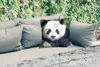 MuchoWow® Outdoor Kissen - Panda - Wildtiere - Porträt - Produktbild-Vorschau 2
