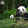 Two pandas are in a forest setting, surrounded by bamboo and greenery. One panda is larger and actively eating bamboo, while a smaller panda toy sits to its left. Produktbild-Vorschau