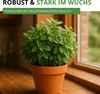Oregano Mehrjährig Samen - Origanum vulgare - Oreganosamen Produktbild-Vorschau 6