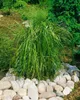 Spartina pectinata 'Aureomarginata', Goldrandgras, ca. 9x9 Produktbild-Vorschau 4