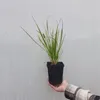 Trawa Sesleria jesienna 1L Podgląd zdjęcia produktu 4