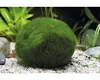Grünalgenart SuperBalls kugelförmig 3 Stück - Aegagropila Produktbild-Vorschau 2