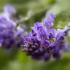 Glicynia amerykańska Longwood Purple 1L Podgląd zdjęcia produktu 2