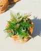 Dryopteris erythrosora, Herbstfarn, bronzefarben, ca. 9x9 Produktbild-Vorschau 4