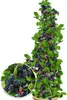 BALDUR Garten 1x Säulen-Brombeere Navaho® 'Big&Early' Produktbild-Vorschau 1