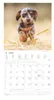 Alpha Edition - Welpen Kalender 2026 - Wandkalender 30x30 Produktbild-Vorschau 11