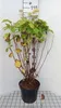 Hortenzie arb. candybelle Bubblegum'® - Hortenzie 50- 60 cm Náhľad obrázku produktu 2