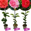 Sada 3 kamélií - Camellia japonica 'Kramer's Supreme', Náhľad obrázku produktu 1