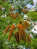 Colvilles Gloriebaum (Colvillea racemosa)  - 5 Samen Produktbild-Vorschau 3