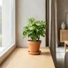 Monstera Adansonii, detta anche "foglia di scimmia", pianta Anteprima dell’immagine prodotto 2