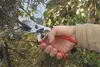 Felco 31 Ambosschere, Gartenschere, 210mm, ergonomischer Podgląd zdjęcia produktu 2