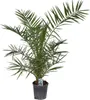 A potted palm tree against a white background. Produktbild-Vorschau