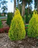 Cupressocyparis leylandii, Leyland-Zypresse, immergrün, Produktbild-Vorschau 14