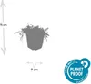 Leptinella squalida – Bodendecker – 24 Pflanzen – Ø9cm – Produktbild-Vorschau 7