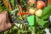 A hand is using a plant tying tool to attach a tomato plant stem to a wooden stake. Náhľad obrázku produktu
