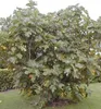 Feigenbaum ´MADELEINE DES DEUX SAISONS®´ 20-30 cm, Cont. 2 Produktbild-Vorschau 3
