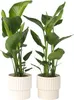 Strelicja - 2 szt - Strelitzia nicolai - Wysokość 55-70cm - Podgląd zdjęcia produktu 7